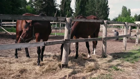 Horse1 Stock Footage 196225519