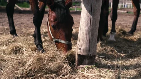 Horse1 Stock Footage 196225520