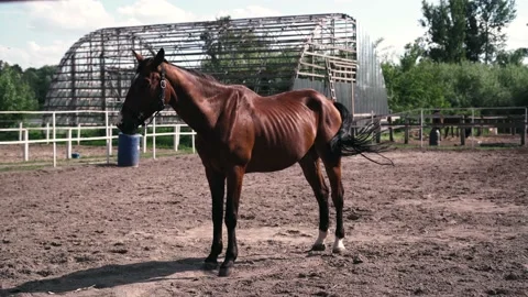 Horse1 Stock Footage 196225541