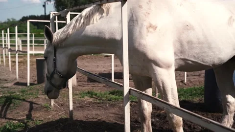 Horse1 Stock Footage 196225574