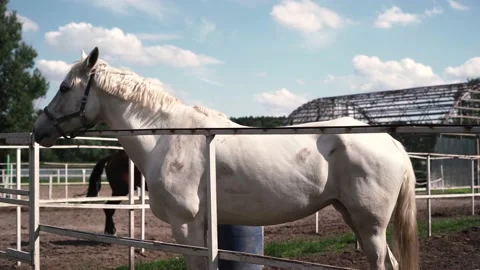 Horse1 Stock Footage 196225575