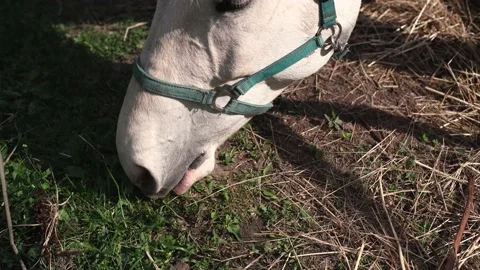 Horse1 Stock Footage 196225577