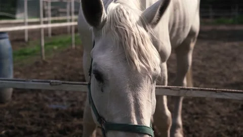 Horse1 Stock Footage 196225638