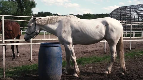 Horse1 Stock Footage 196225639