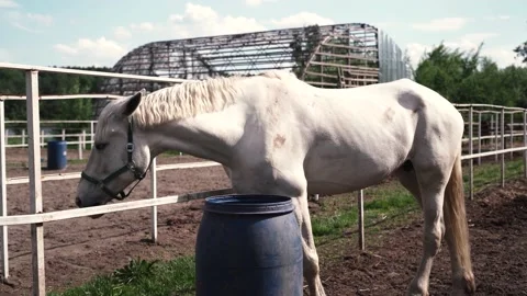 Horse1 Stock Footage 196225656