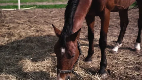 Horse1 Stock Footage 196225672