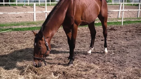 Horse1 Stock Footage 196225701