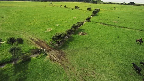 Horse10 Stock Footage 119760916