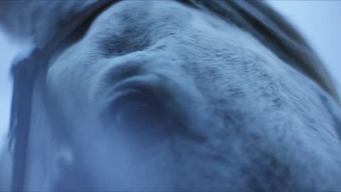 Horse2 Stock Footage 119758689