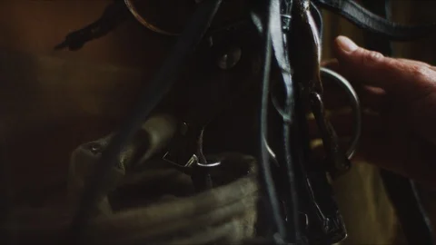 Horse6 Stock Footage 119759015