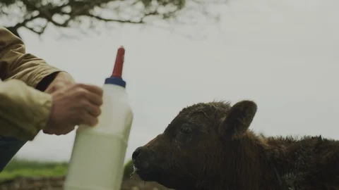 Horse7 Stock Footage 119759222