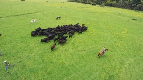 Horse8 Stock-Footage 119761128