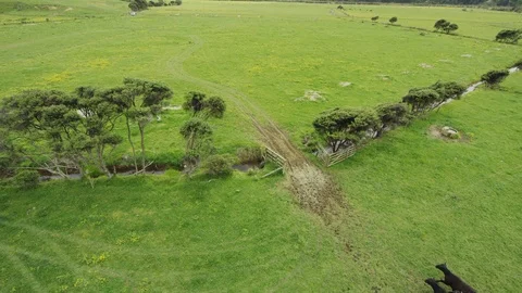 Horse9 Stock Footage 119759453