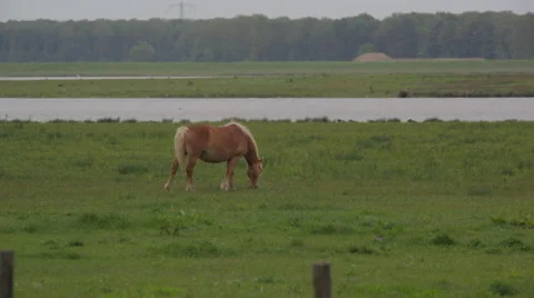 Horse_countryside 스톡 동영상 49163044