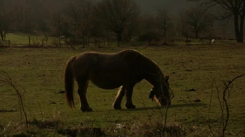 Horse_Grazing_01 库存影片 725904