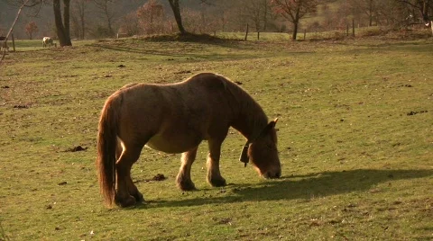 Horse_Grazing_02 Stock Footage 713896