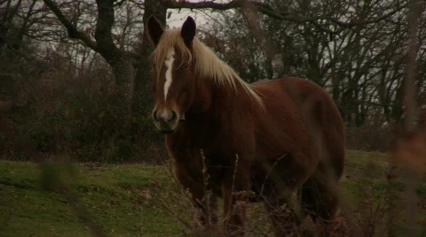 Horse_Staring Stock Footage 714160