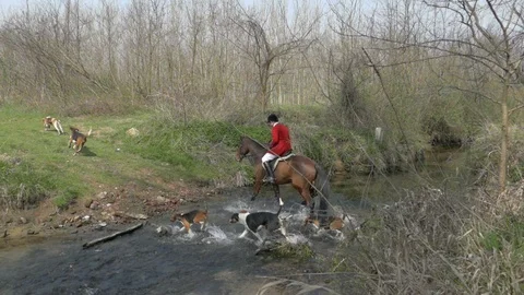 Horseback fox hunting. Master of foxhounds leads the field. Slow motion. Stock Footage