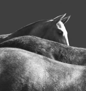 Horseback Stock Photos