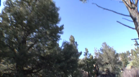 Horseback POV Forest v2 Stock-Footage 2976548