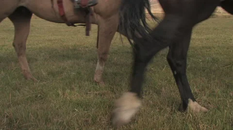 Horseback riders pass by the camera 스톡 동영상 56244614