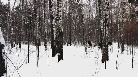 Horseback riding in the forest 库存影片 61853296