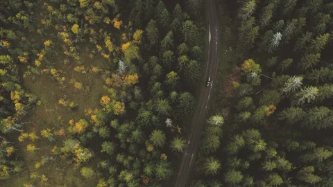 Horseback riding in the forest Vídeo Stock 95744728