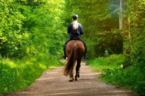 Horseback riding on a forest road Stock Photos