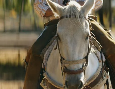 Horseback Riding Stock Photos