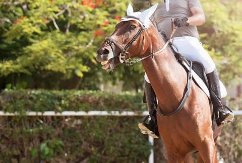 Horseback riding Stock Photos