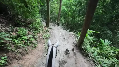 Horseback Riding POV Through Dense Rainforest Trail Stock Footage 342571213