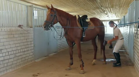 Horseback Riding. Preparing. Stock-Footage 22288721