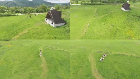 Horseback riding. Split Screen. Stock Footage 255998778