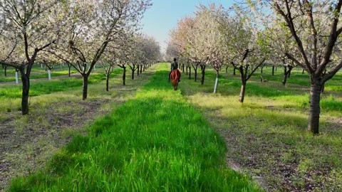 Horseback riding through a blooming cherry orchard in Traverse City, Michigan Stock Footage 341850983