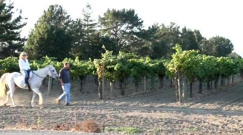 Horseback Riding Winery Setting Stock Footage 846534