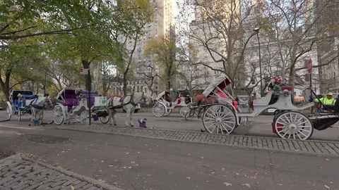 HorseDrawn Carriages Offer a Charming Experience in a Beautiful Natural Park 库存影片 295080935