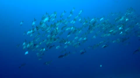 Horse‑Eye Jack Descent in Diagonal School — Underwater Martinique Stock Footage 318104792