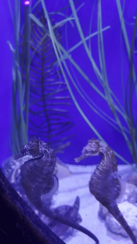 Horsefish background in the aquarium Stock Footage 279865381