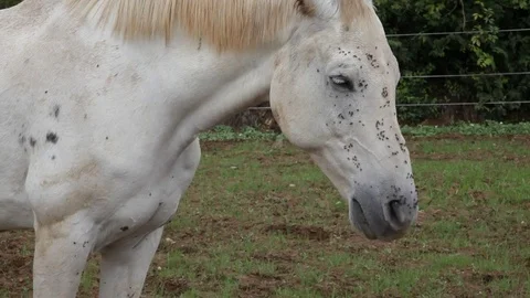 Horseflies Stock Footage 81082002