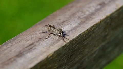Horseflies on a wooden board Stock Footage 41347853