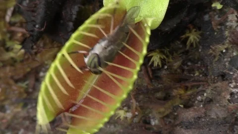 Horsefly captured by Venus Flytrap, N.Carolina USA Stock Footage 83921879
