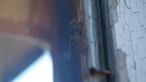 Horsefly crawls on the window Stock Footage 113875903