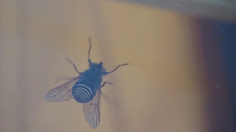 Horsefly crawls on the window Stock Footage 113875943
