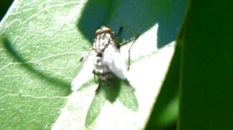 Horsefly extreme close up on leaf Stock Footage 40122972
