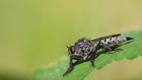 Horsefly on a green leaf Stock Photos