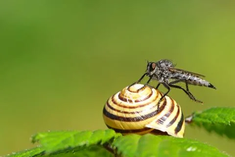 Horsefly on a snail Stock Photos