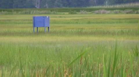 Horsefly trap in marsh; 3 Video stock 12211834