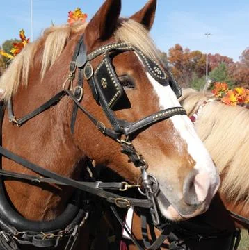 Horsehead Profile Foto stock