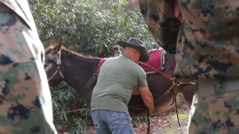 Horseman demonstrating securing saddle and cinch flank strap to mule Video stock 257770095