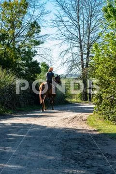 Horseman riding back home in the evening in a rural road surrounded by trees Stock Photos
